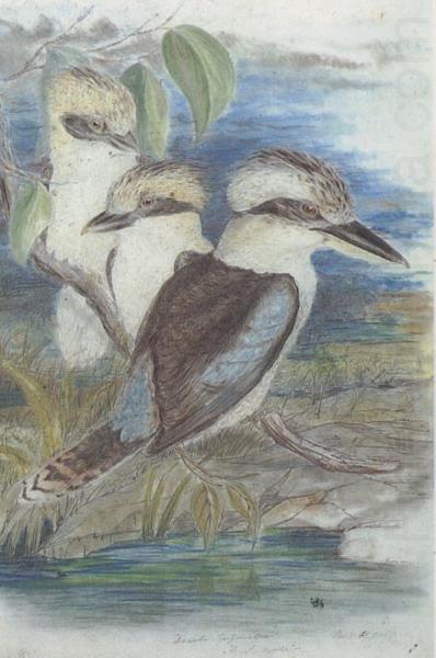 John Gould Great Brown Kingfisher (Dacelo gigantiea) china oil painting image